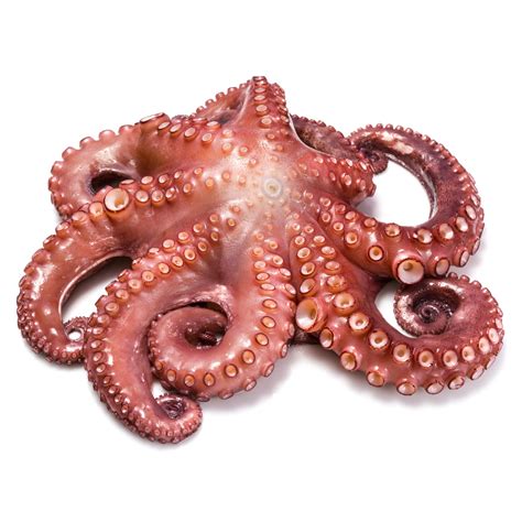 whole octopus for sale